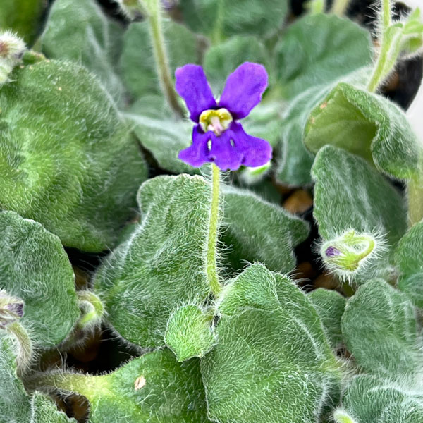 スミレイワギリソウ2.5-3号ポット