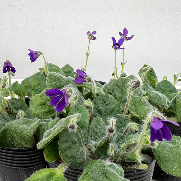 スミレイワギリソウ2.5-3号ポット