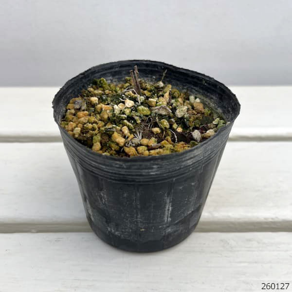 オケラ 3号ポット 2株セット