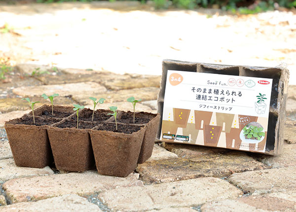 そのまま植えられる連結エコポット:ジフィーストリップ角型8cm・6個連結・4枚入り
