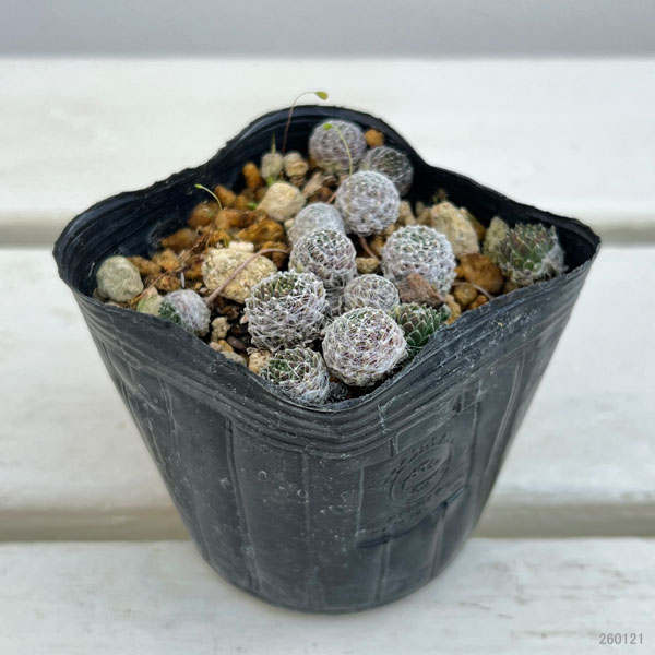 マキギヌ 2.5～3号ポット