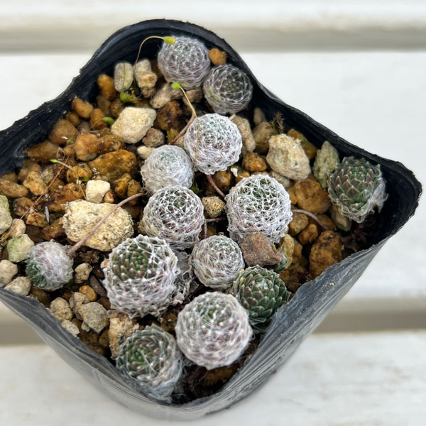 マキギヌ 2.5～3号ポット