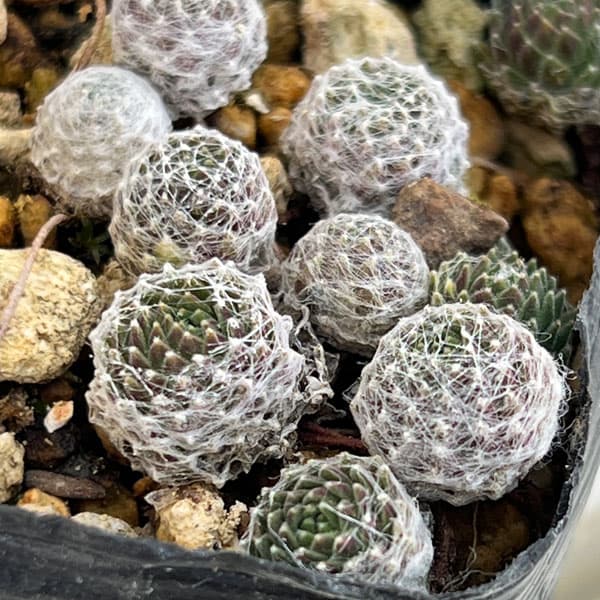 マキギヌ 2.5～3号ポット