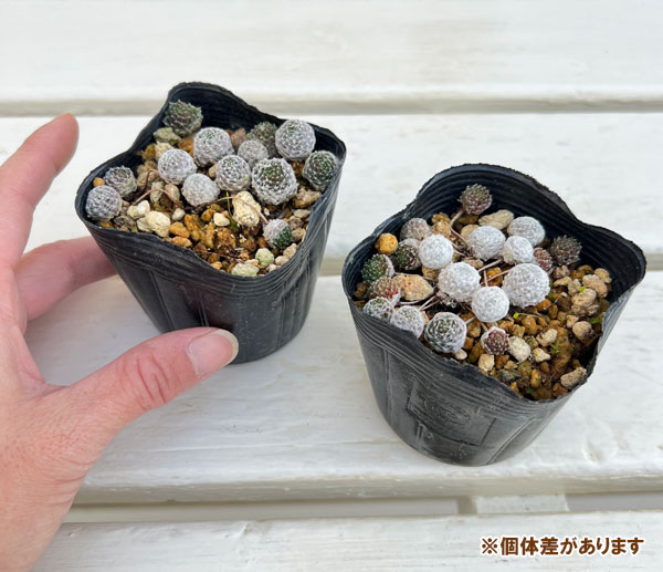 マキギヌ 2.5～3号ポット