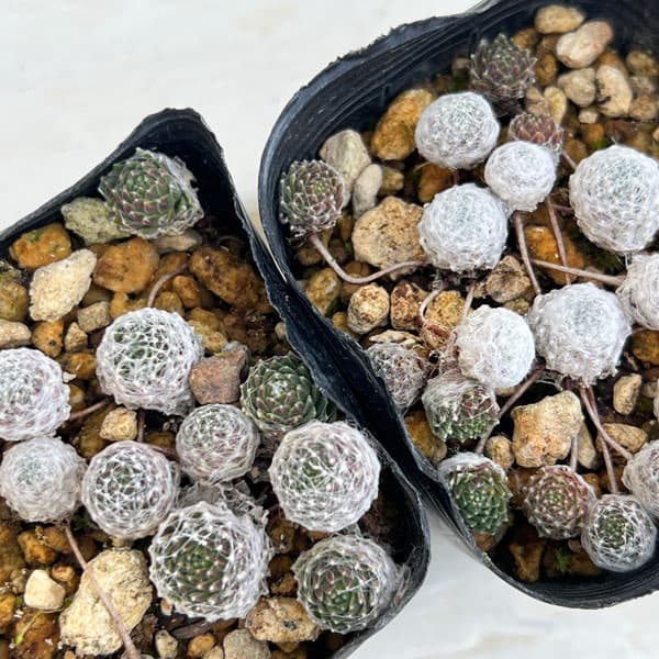 マキギヌ 2.5～3号ポット