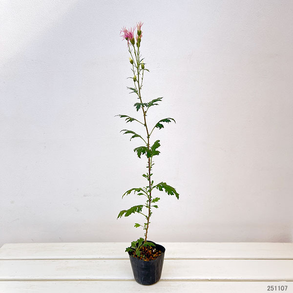 嵯峨菊:嵯峨の桜2.5~3号ポット