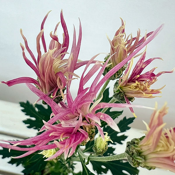 嵯峨菊:嵯峨の桜2.5~3号ポット