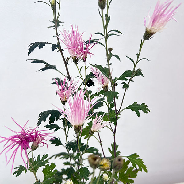 嵯峨菊:嵯峨の桜2.5~3号ポット