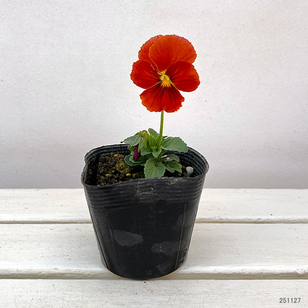 パンジー：ムーランアリエッタピュアテラコッタ3.5号ポット 6株セット