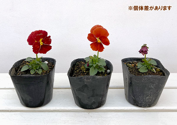 パンジー：ムーランアリエッタピュアテラコッタ3.5号ポット 6株セット