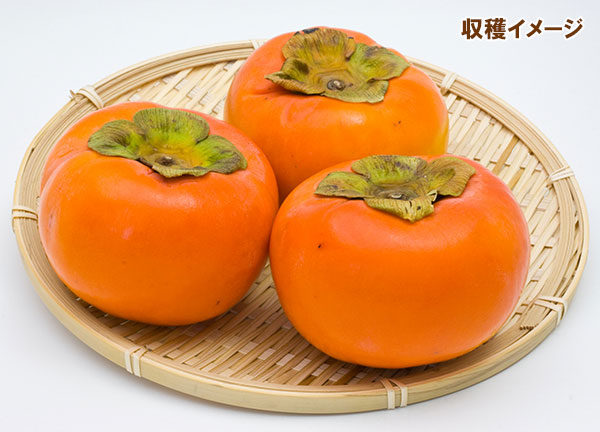 カキ（柿）：富有8号鉢植え[実付き株]