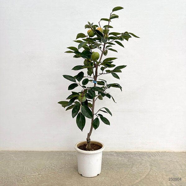 カキ（柿）：富有8号鉢植え[実付き株]