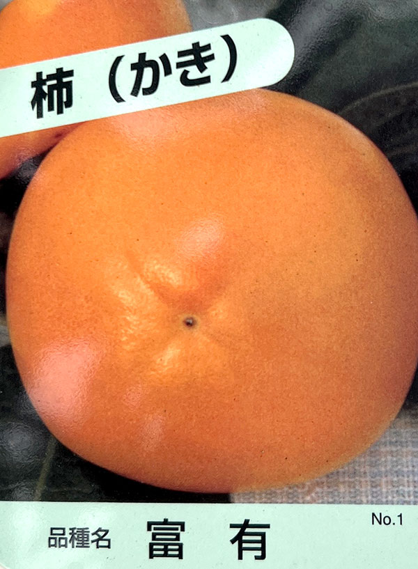 カキ（柿）：富有8号鉢植え[実付き株]