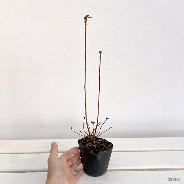 ツツジ：東国（トウゴク）ミツバツツジ3号ポット