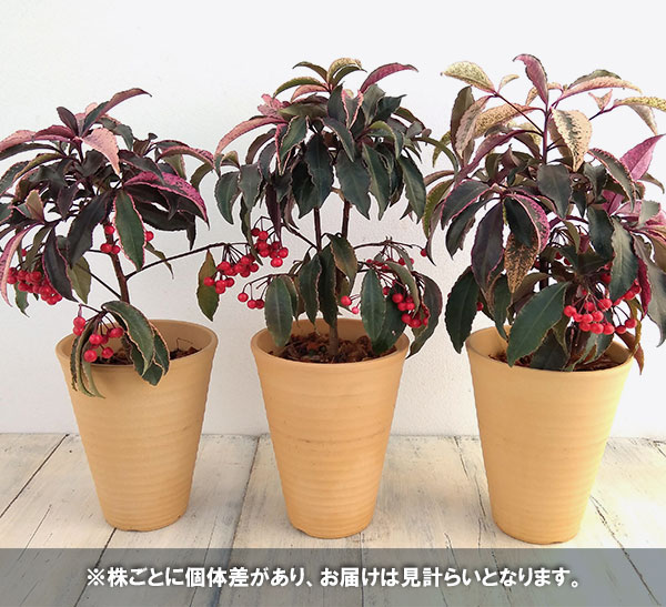 万両（マンリョウ）：紅孔雀（ベニクジャク）4号素焼き鉢植え[実付き]
