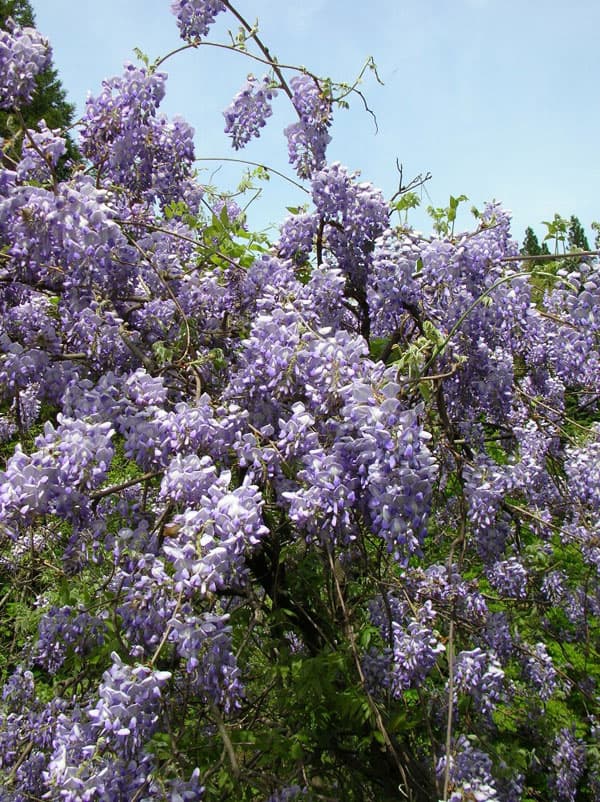 フジ(藤):ブルーストリーム6号ポット