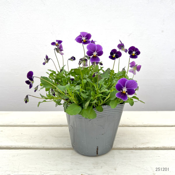 見元園芸さんのビオラ:つぶらなタヌキ3-3.5号ポット