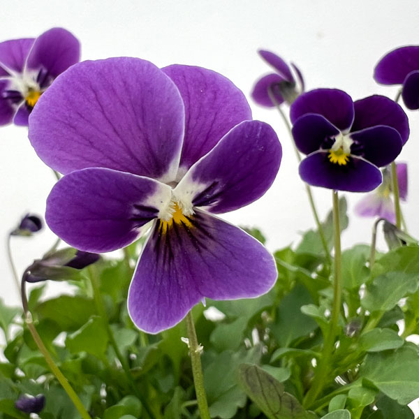 見元園芸さんのビオラ:つぶらなタヌキ3-3.5号ポット