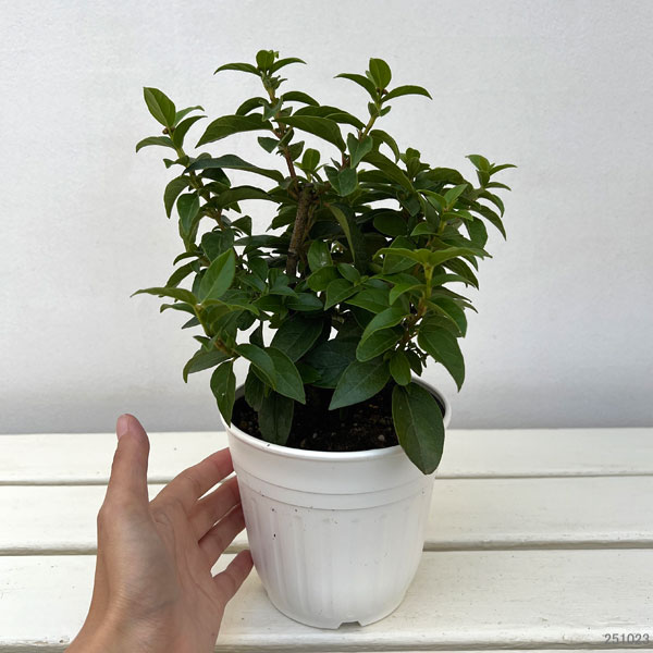 ビバーナム:ティヌス イブ プライス4.5号ポット