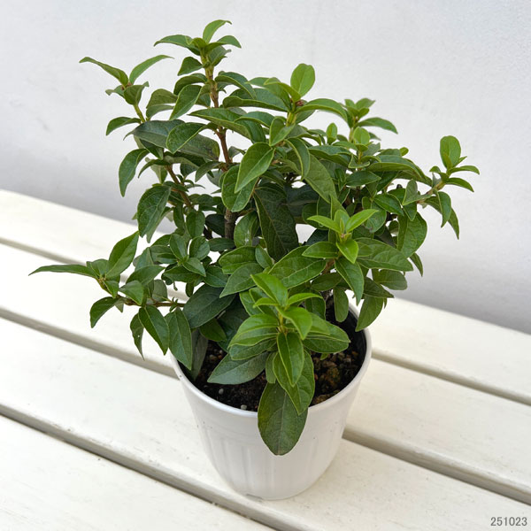 ビバーナム:ティヌス イブ プライス4.5号ポット