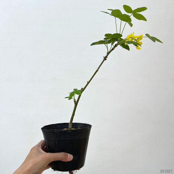 キングサリ4号ポット