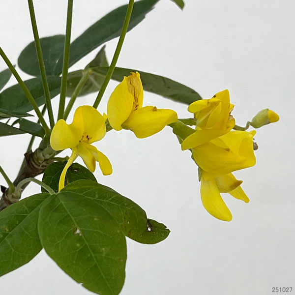 キングサリ4号ポット