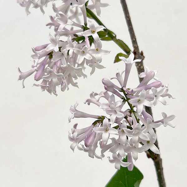 ヒメライラック（わい性ライラック）：ミスキム4～4.5号ポット