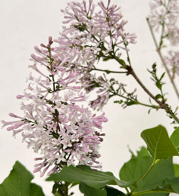 ヒメライラック（わい性ライラック）：ミスキム4～4.5号ポット