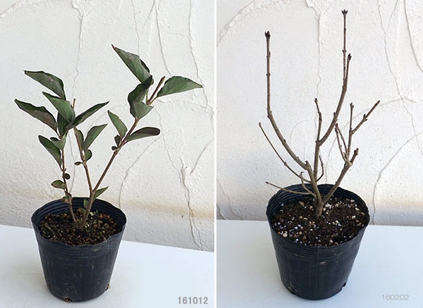 [26年2月中下旬予約]ヒメライラック（わい性ライラック）：ミスキム4～4.5号ポット