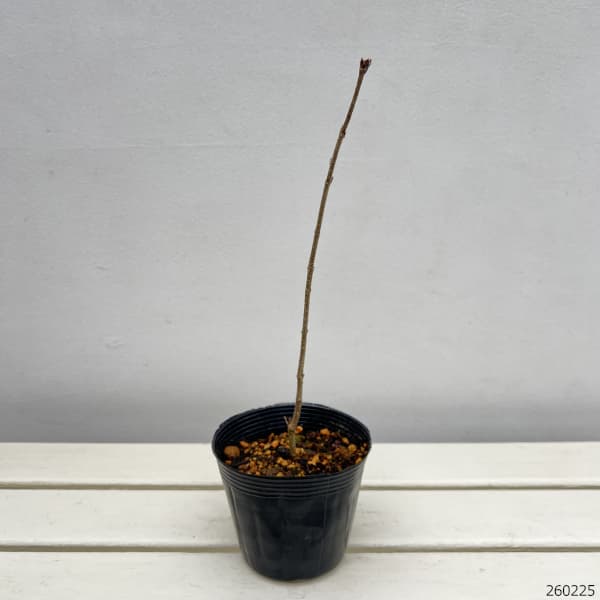 ヒメライラック（わい性ライラック）：ミスキム4～4.5号ポット