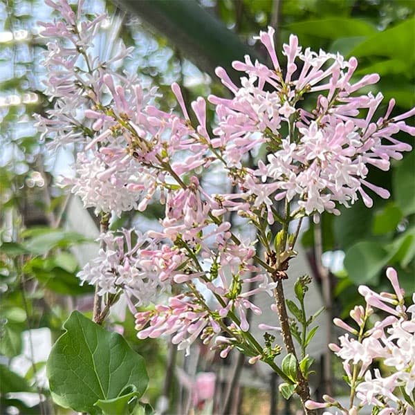 ヒメライラック（わい性ライラック）：ミスキム4～4.5号ポット