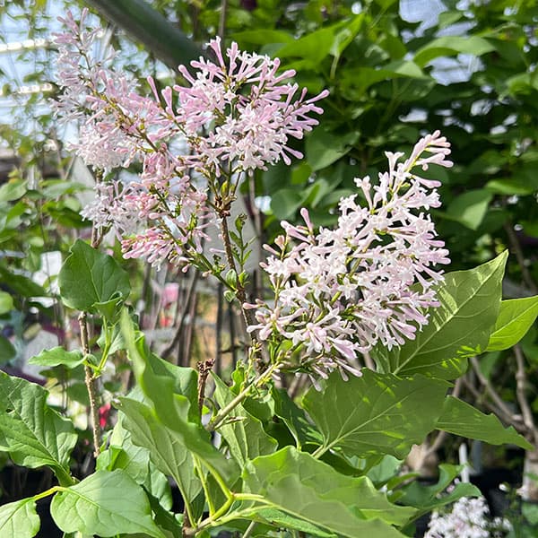 ヒメライラック（わい性ライラック）：ミスキム4～4.5号ポット