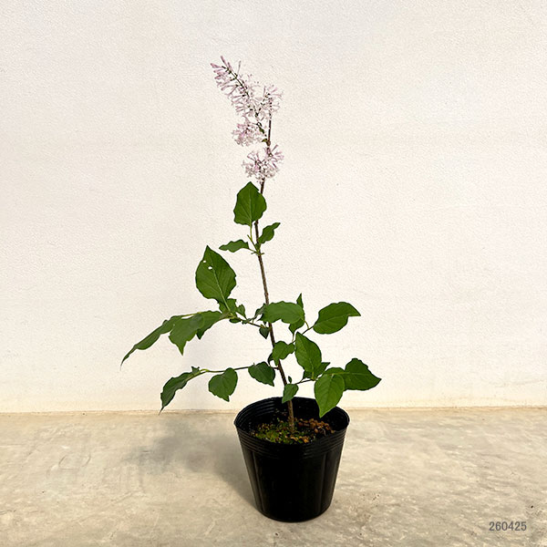 ヒメライラック（わい性ライラック）：ミスキム4～4.5号ポット