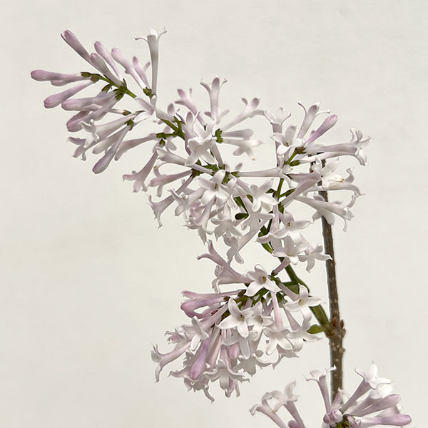 ヒメライラック（わい性ライラック）：ミスキム4～4.5号ポット