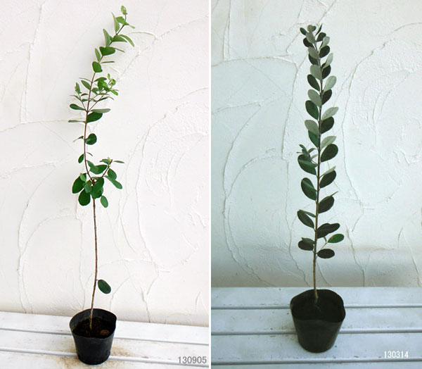 [26年3月中下旬予約]フェイジョア：クーリッジ4.5号ポット