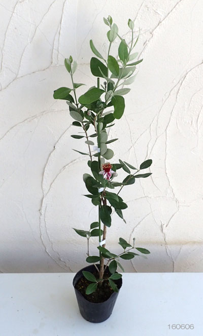 [26年3月中下旬予約]フェイジョア：クーリッジ4.5号ポット