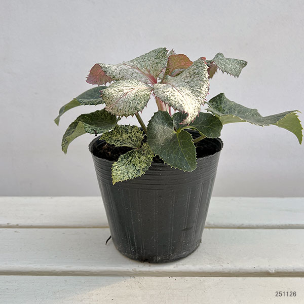 園芸ネット本店｜クリスマスローズ（原種系）：*アーグチフォリウスHGC