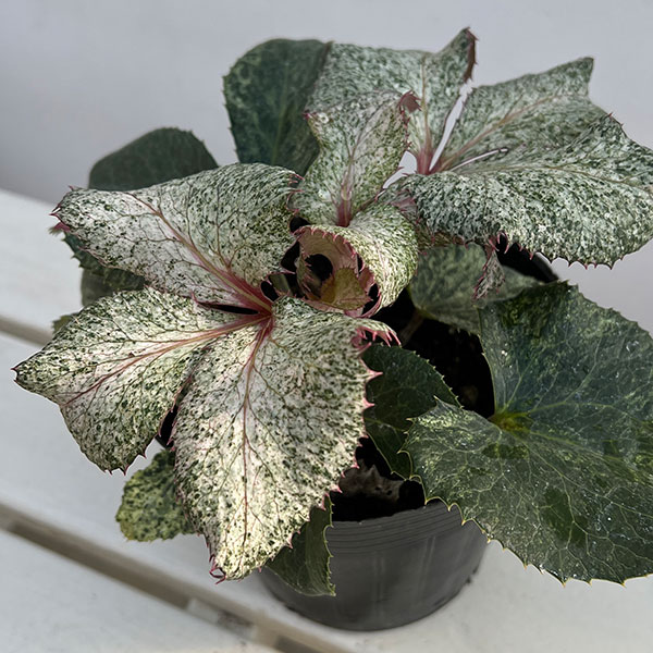 園芸ネット本店｜クリスマスローズ（原種系）：*アーグチフォリウスHGC