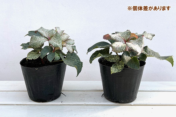 園芸ネット本店｜クリスマスローズ（原種系）：*アーグチフォリウスHGC