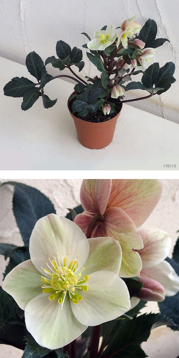 クリスマスローズ（原種交配）：*HGCシューティングスター4.5号ポット