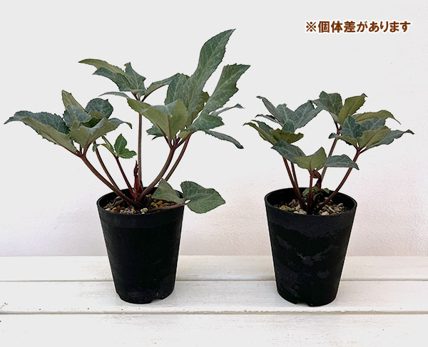 クリスマスローズ（原種交配）：*HGCシューティングスター4.5号ポット