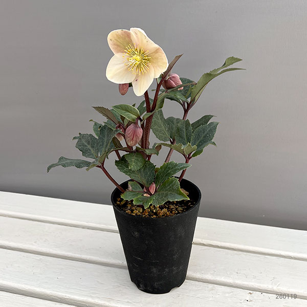 クリスマスローズ（原種交配）：*HGCシューティングスター4.5号ポット