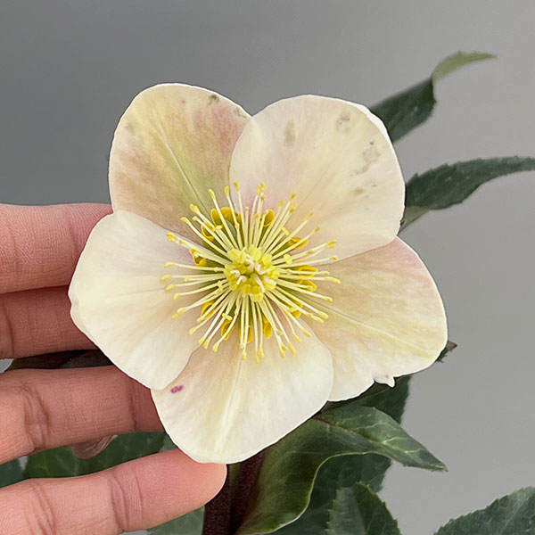 クリスマスローズ（原種交配）：*HGCシューティングスター4.5号ポット