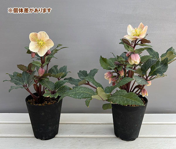 クリスマスローズ（原種交配）：*HGCシューティングスター4.5号ポット