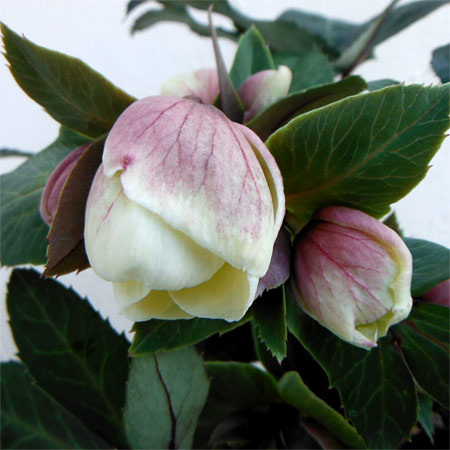 クリスマスローズ（原種交配）：*HGCシューティングスター4.5号ポット