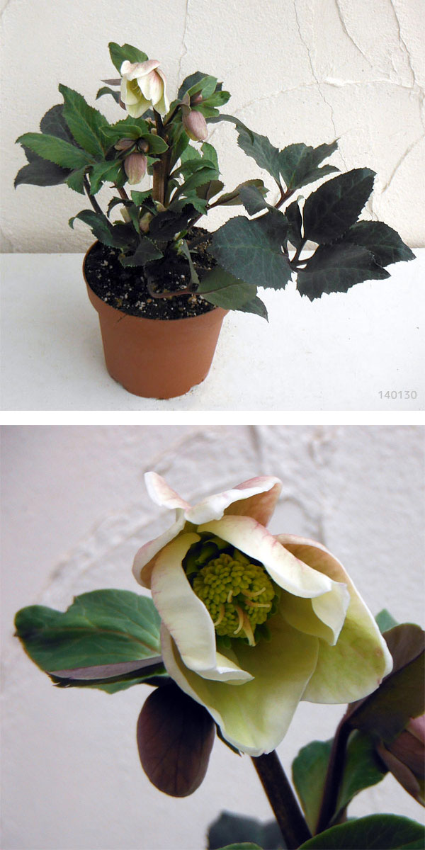 クリスマスローズ（原種交配）：*HGCシューティングスター4.5号ポット