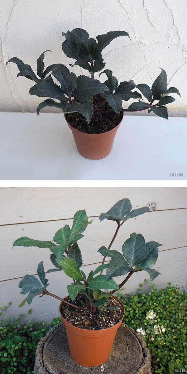 クリスマスローズ（原種交配）：*HGCシューティングスター4.5号ポット