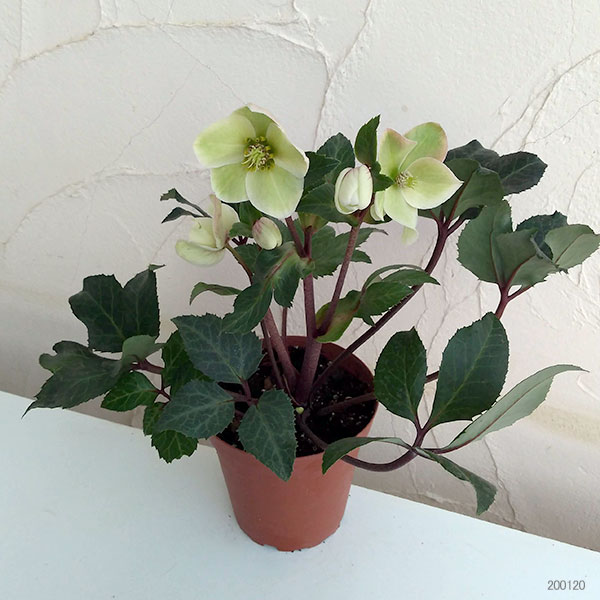 クリスマスローズ（原種交配）：*HGCシューティングスター4.5号ポット