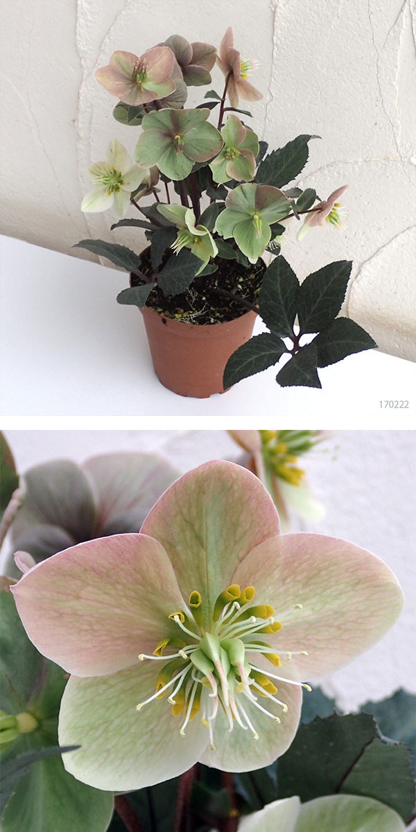 クリスマスローズ（原種交配）：*HGCシューティングスター4.5号ポット