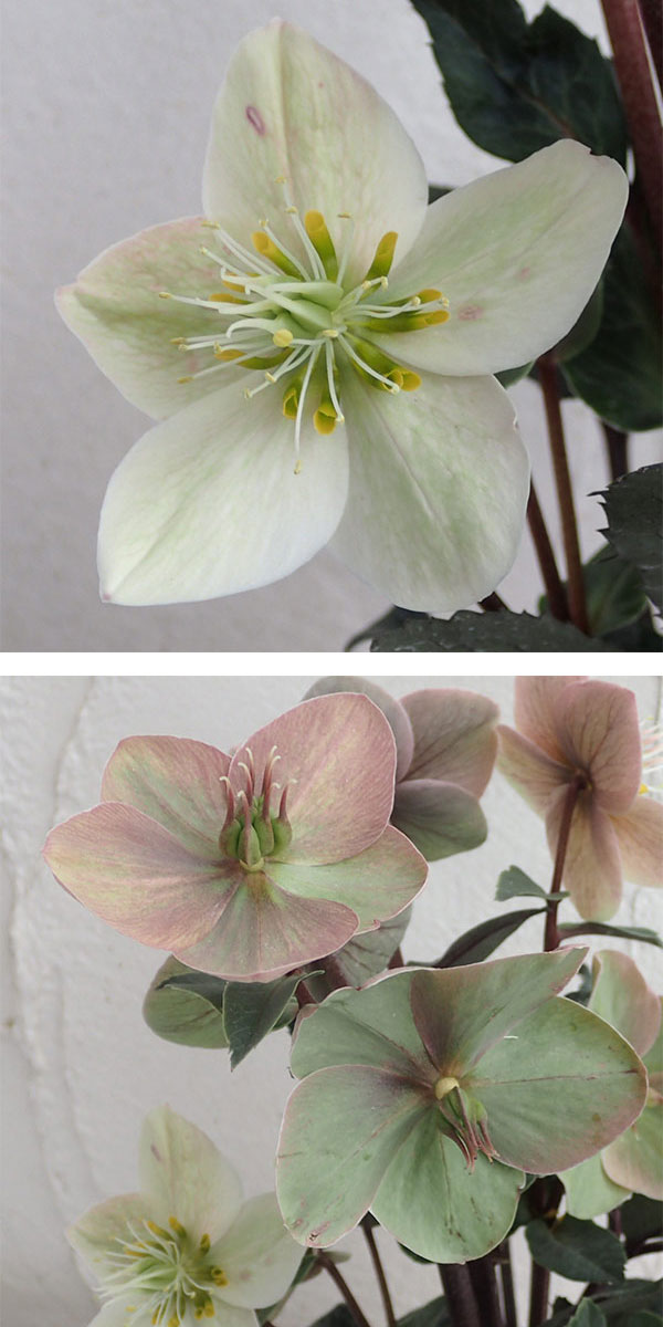 クリスマスローズ（原種交配）：*HGCシューティングスター4.5号ポット